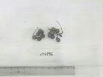 Click for 3 image(s) for this accession. FRUIT
